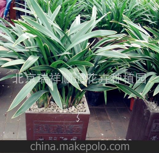 国兰 年宵花卉鲜花礼品 过年送礼 北京送货上门 18610772000