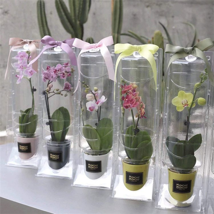 花卉保护包装盒 蝴蝶兰绿植打包运输盒 高档透明礼品鲜花手提盒