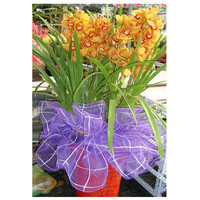 华清园HQY 蕙兰曙光 礼品 鲜花 花卉 蕙兰 年宵花卉 高档花卉(明绿) 年宵花卉 馈赠礼品花卉在1号店的价格走势