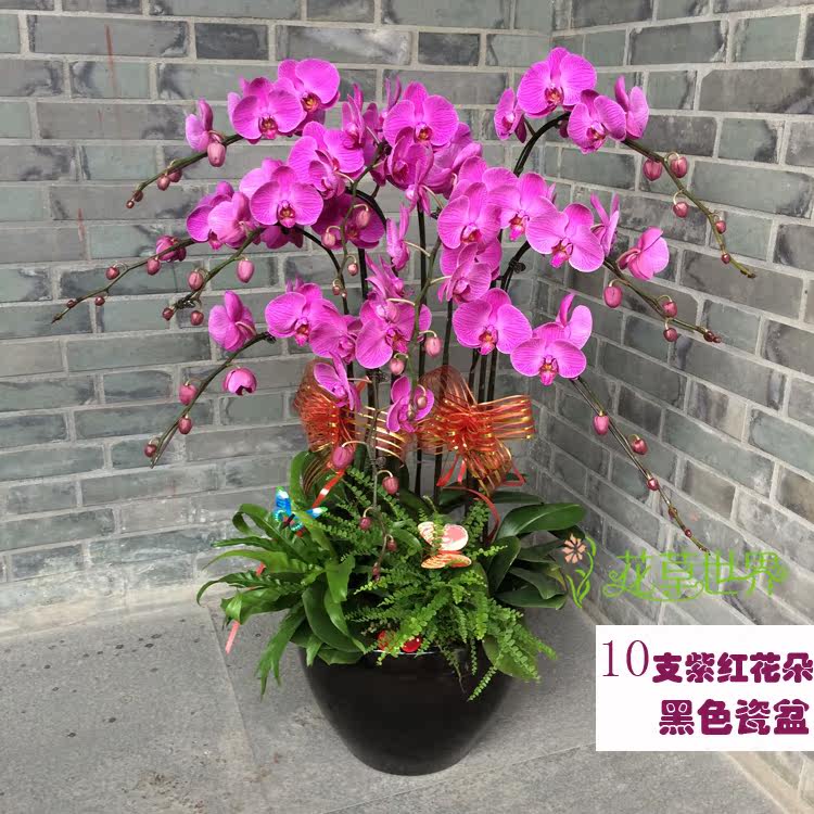 特级蝴蝶兰盆景年宵花卉开业乔迁新年送礼高档礼品植物 送货上门